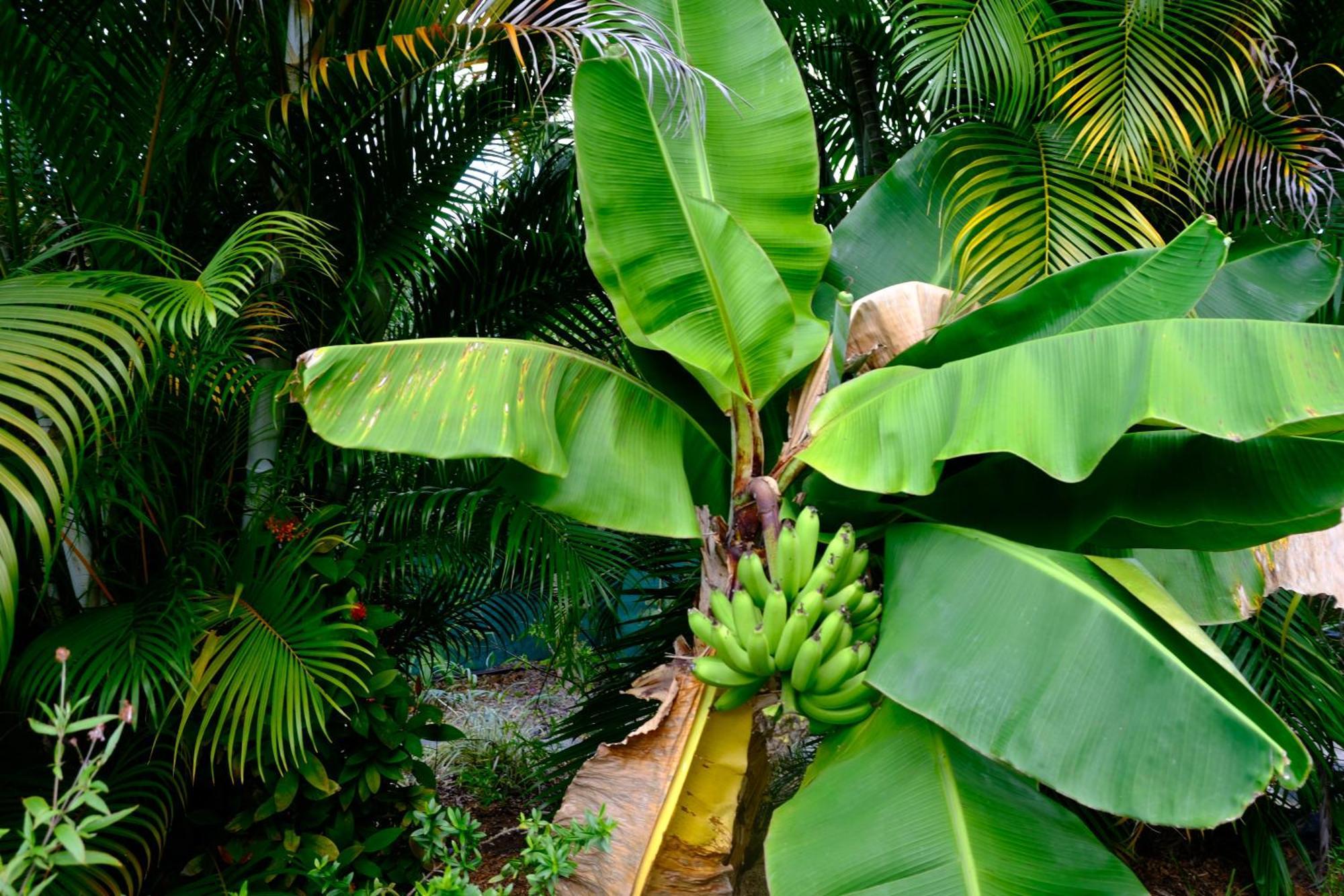 Hébergement de vacances Nid Kreyol Sainte-Anne (Grande-Terre)